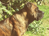cane corso tigrato